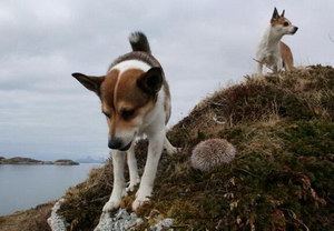 挪威伦德猎犬卧倒怎么训练 挪威伦德猎犬趴下训练教程