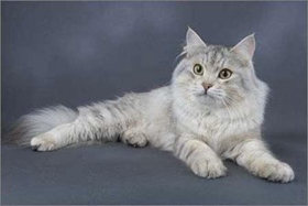 西伯利亚猫怎么治疗猫癣 猫癣治疗手段
