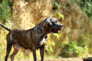 加纳利犬什么时候打疫苗 西班牙加纳利犬打疫苗注意事项