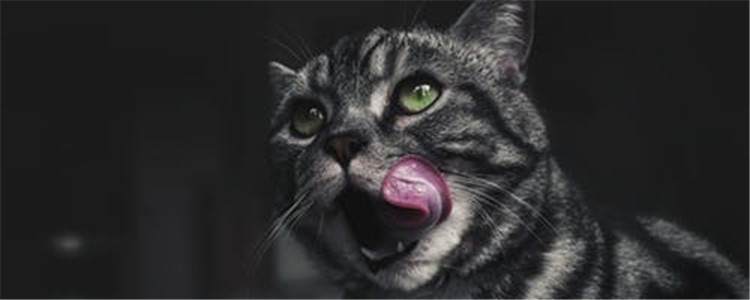 猫能吃人类的什么食物 一起来看看