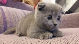 俄罗斯蓝猫得了猫癣如何治疗 猫癣治疗方法介绍