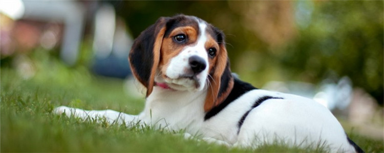 狗狗为什么会得耳螨 怎么才能有效的预防耳螨