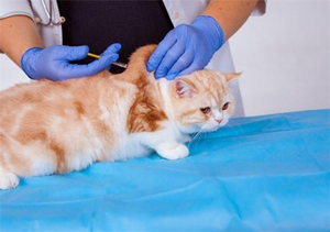 猫咪三联疫苗是什么 猫咪三联疫苗作用介绍