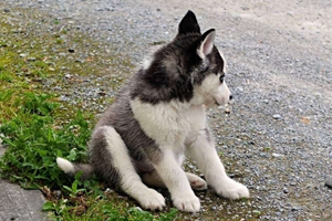 阿拉斯加幼犬吃什么长的快 阿拉斯加幼犬饮食推荐