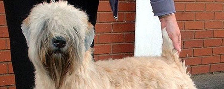 爱尔兰软毛梗母犬发情的症状 母犬发情时间多长