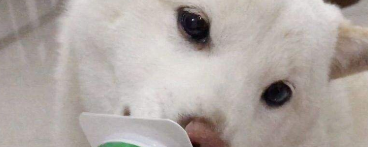 狗能喝酸奶吗 狗喝多了酸奶对身体好吗