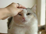 哈瓦那棕猫耳朵怎么护理 猫耳朵清理视频教程