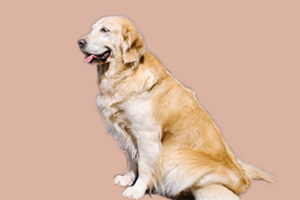 金毛狗狗怎么才能长胖