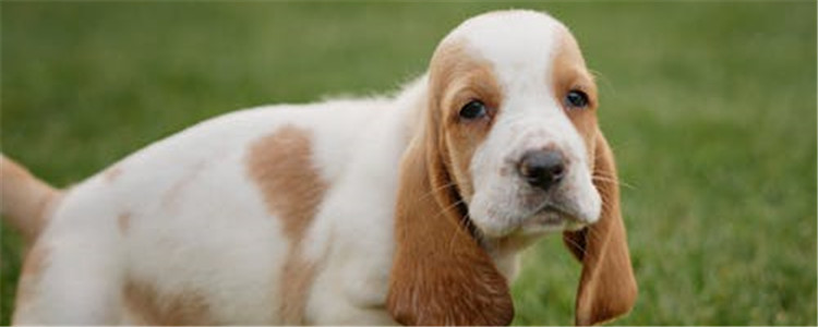 如何预防狗狗泪痕 预防狗狗产生泪痕需要做什么