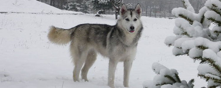 阿拉斯加雪橇犬母犬发情护理 阿拉斯加发情了该这么处理