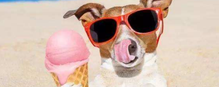 狗可以吃冰淇淋吗？ 夏天给狗吃什么可以解暑