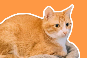 橘猫的特征和特点是什么