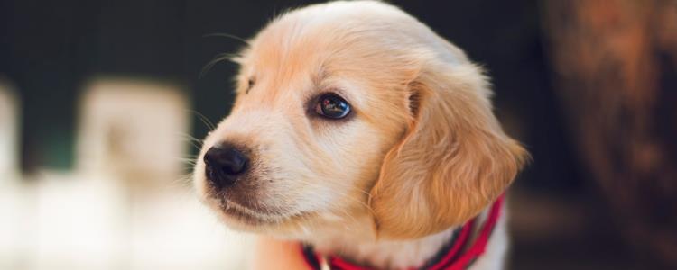 狗狗身上痒是怎么回事 狗狗可能患上了皮肤病