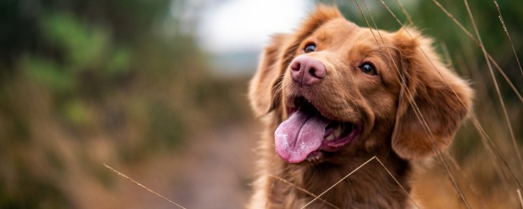 狗狗乳腺炎的症状 教你怎么处理狗狗乳腺炎