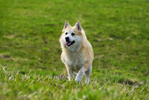 挪威布哈德犬大小便怎么训练 挪威布哈德犬排便训练方法