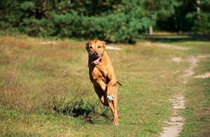 罗得西亚脊背犬怎么学跳高 猎狮犬跳高训练技巧
