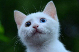 猫长大后眼睛颜色为什么会改变 猫眼睛变色的原因