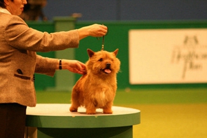 罗威士梗如何训练 挪威梗幼犬训练技巧