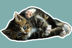 猫磨爪子是什么意思
