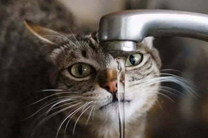 猫咪饮水怎么增加 猫咪饮水量增加技巧