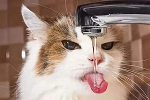 猫咪不爱喝水怎么办
