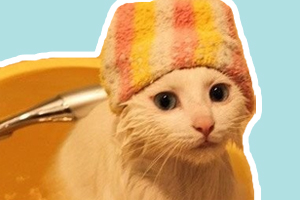 猫洗澡不吹干会怎么样