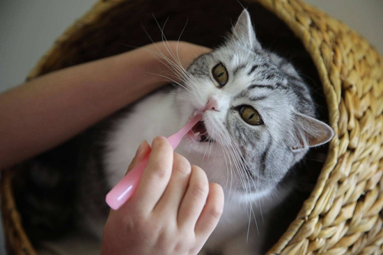 猫咪牙齿护理要注意什么 猫咪牙齿护理注意事项