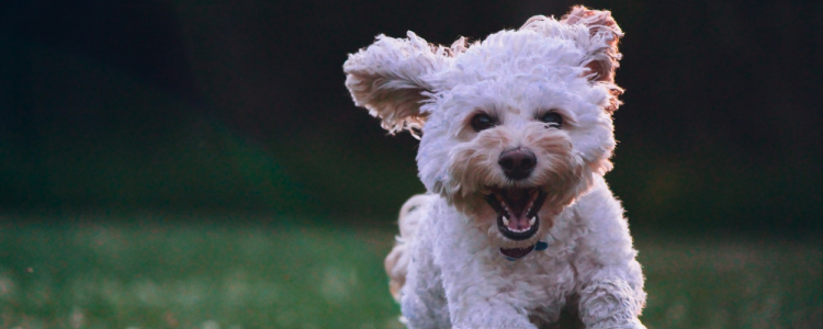 适合与狗狗一起做的运动有哪些 促进感情的好时机