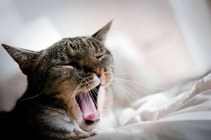 猫咪嘴巴臭是什么原因