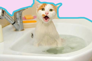 猫咪洗澡用什么沐浴露
