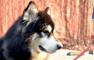 阿拉斯加雪橇犬发情怎么办 阿拉斯加雪橇犬发情护理心得