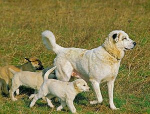 安纳托利亚牧羊犬产前准备工作介绍