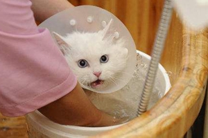 宠物猫怎么洗澡