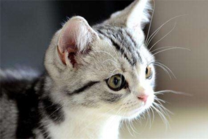 如何给猫猫清洁耳朵
