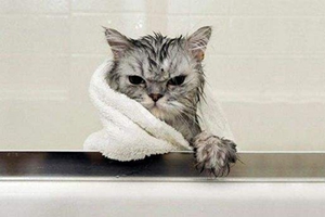 猫咪洗澡注意事项有哪些