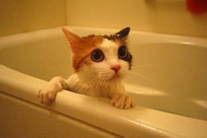 给小猫洗澡要注意什么