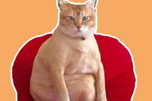 橘猫怎么养胖