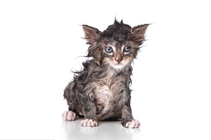 给猫猫洗澡注意什么