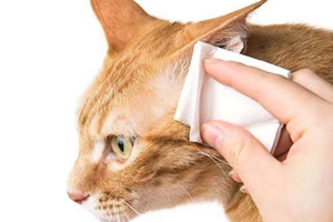 小猫耳朵怎么清理