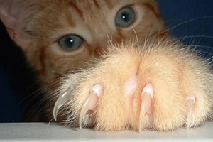 如何给猫猫剪指甲