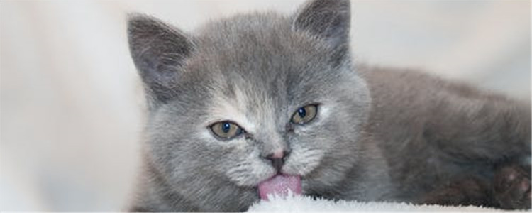 发腮是什么意思 什么食物可以促进猫咪发腮