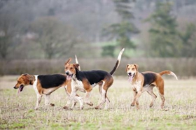 英国猎狐犬怎么习惯笼子 英国猎狐犬训练注意事项