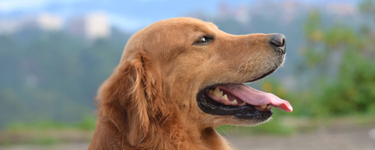 狗狗皮肤发红是什么原因 狗狗身上出现红斑