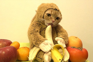 猫咪吃水果要注意什么