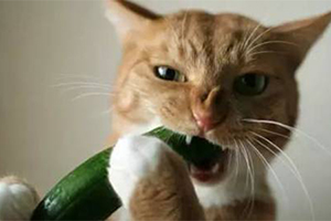 猫为什么怕黄瓜