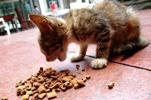 猫粮怎么保存