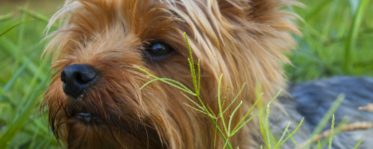 狗狗流产症状 狗狗流产会有什么症状呢
