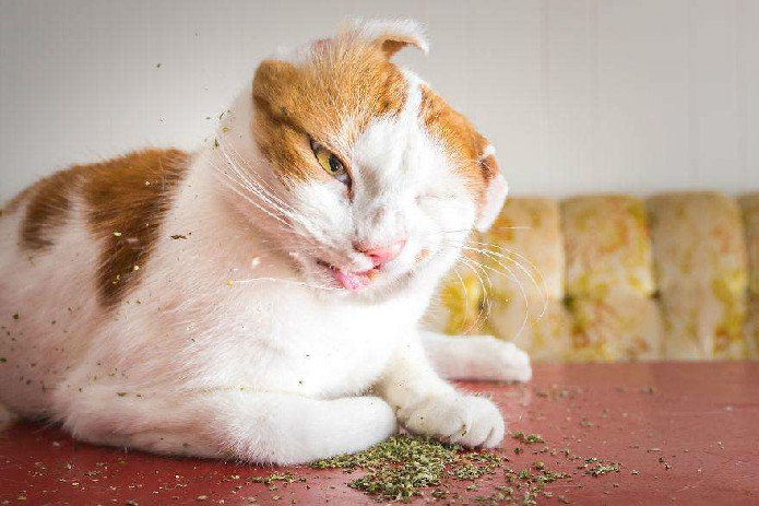 猫薄荷多久用一次 猫薄荷会让猫咪上瘾吗
