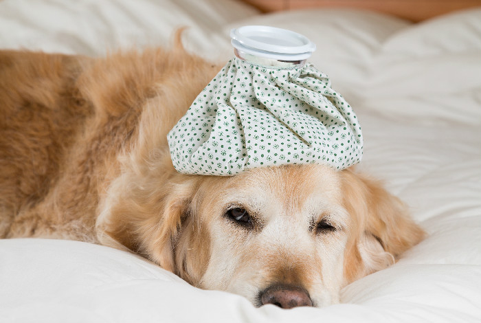 狗狗如何预防感冒 有效对抗流感多发季节