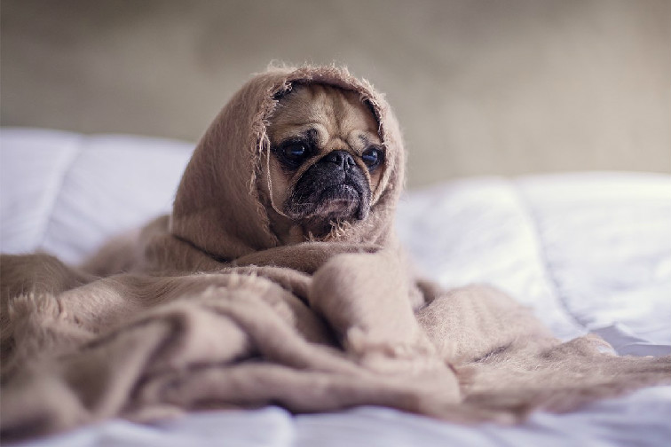 狗狗感冒症状有哪些 狗狗感冒会有哪些表现